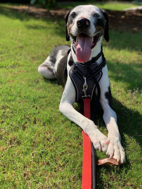 Bearon, an adoptable Great Dane in Alpharetta, GA, 30009 | Photo Image 2