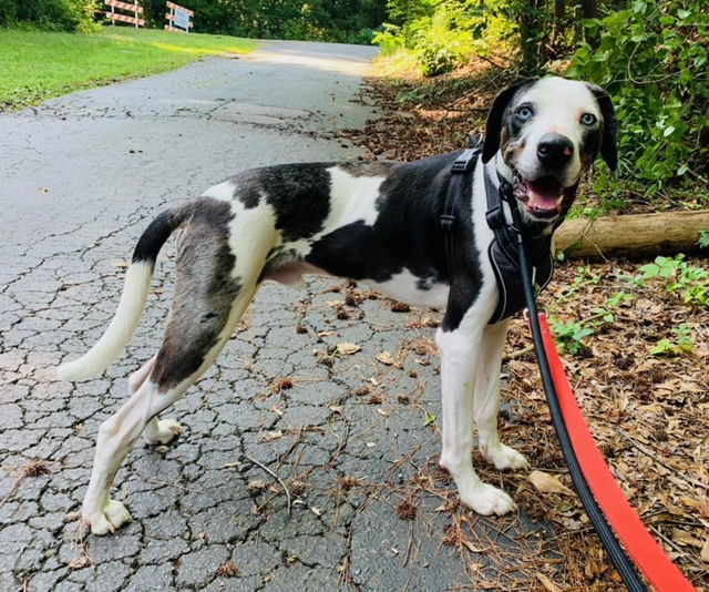 Bearon, an adoptable Great Dane in Alpharetta, GA, 30009 | Photo Image 3