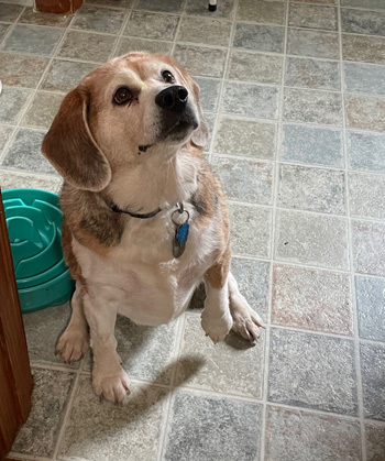 Jen, an adopted Beagle in West Decatur, PA_image-1
