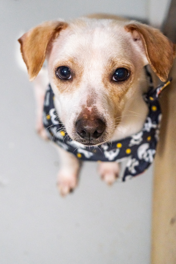 Penguin, an adoptable Chihuahua & Jack Russell Terrier Mix in Studio City, CA_image-1