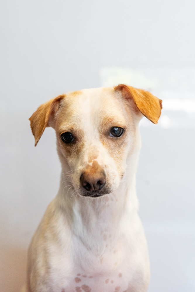 Penguin, an adoptable Chihuahua & Jack Russell Terrier Mix in Studio City, CA_image-2