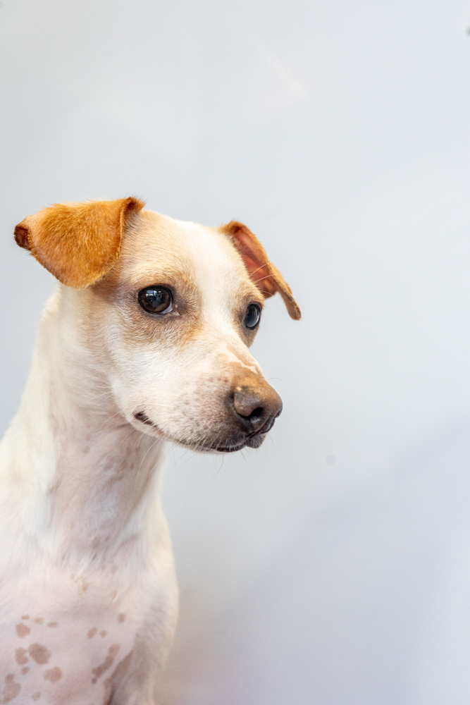 Penguin, an adoptable Jack Russell Terrier & Chihuahua Mix in Studio City, CA_image-3