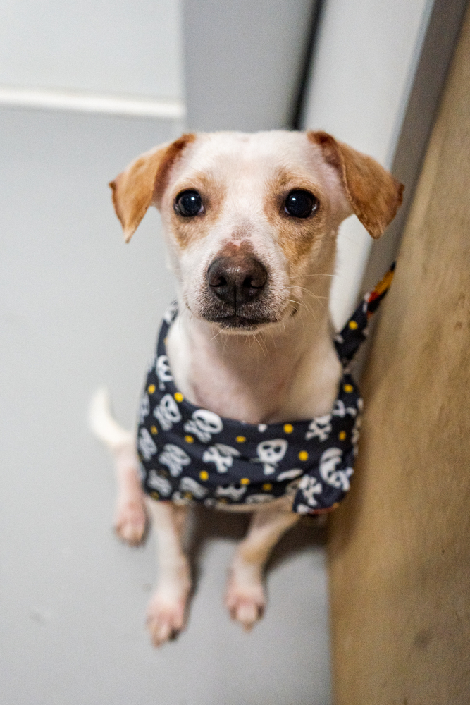 Penguin, an adoptable Chihuahua & Jack Russell Terrier Mix in Studio City, CA_image-5