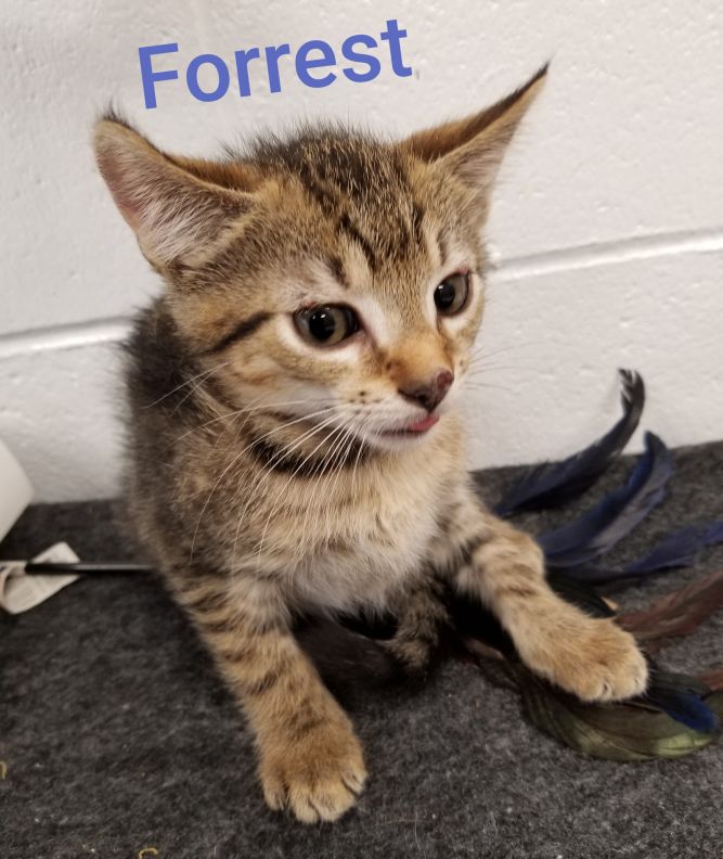 *foster wants to adopt* Forrest