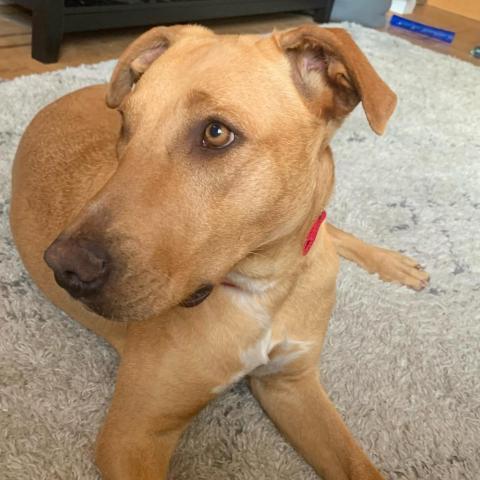 Funny Farm Rescue Ranch Haven Aka West Tn Animal Rescue Adopt Don T Shop