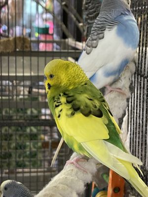 Adopt 2024 a budgie