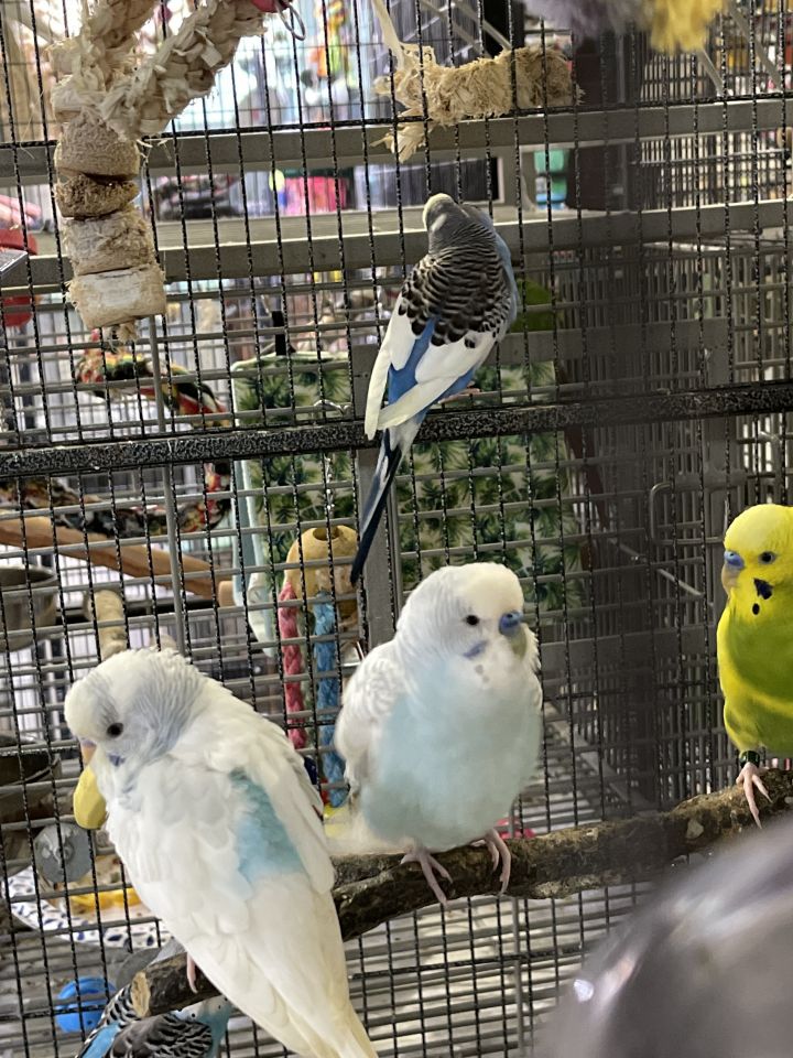 Adopt a sale budgie