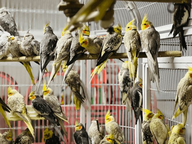 Cockatiels store near me