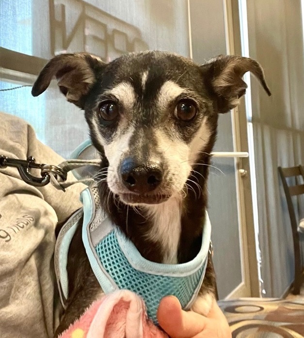 Brother Bear, an adoptable Chihuahua in Cave Creek, AZ, 85086 | Photo Image 1