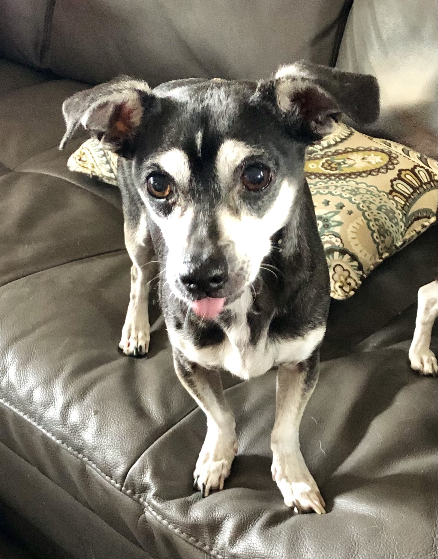 Brother Bear, an adoptable Chihuahua in Cave Creek, AZ, 85086 | Photo Image 2