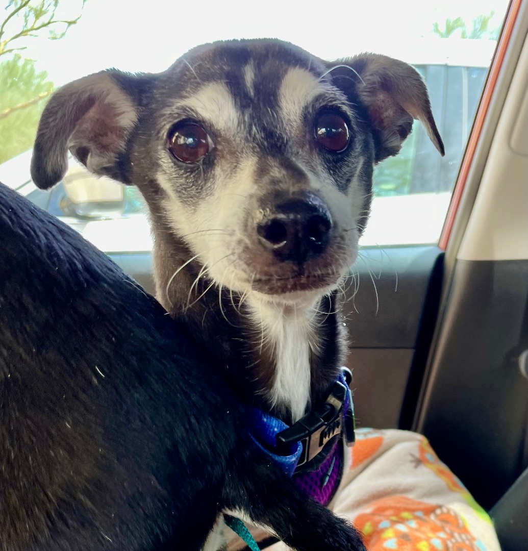 Brother Bear, an adoptable Chihuahua in Cave Creek, AZ, 85086 | Photo Image 3