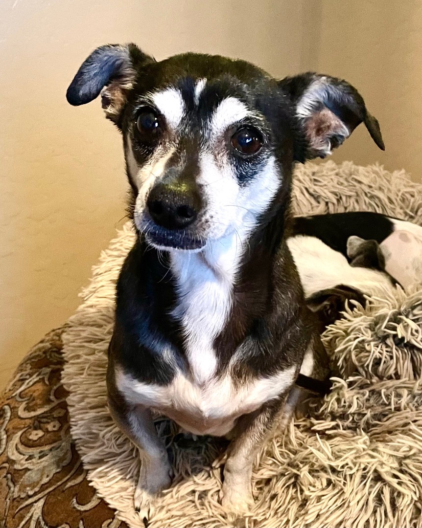 Brother Bear, an adoptable Chihuahua in Cave Creek, AZ, 85086 | Photo Image 4