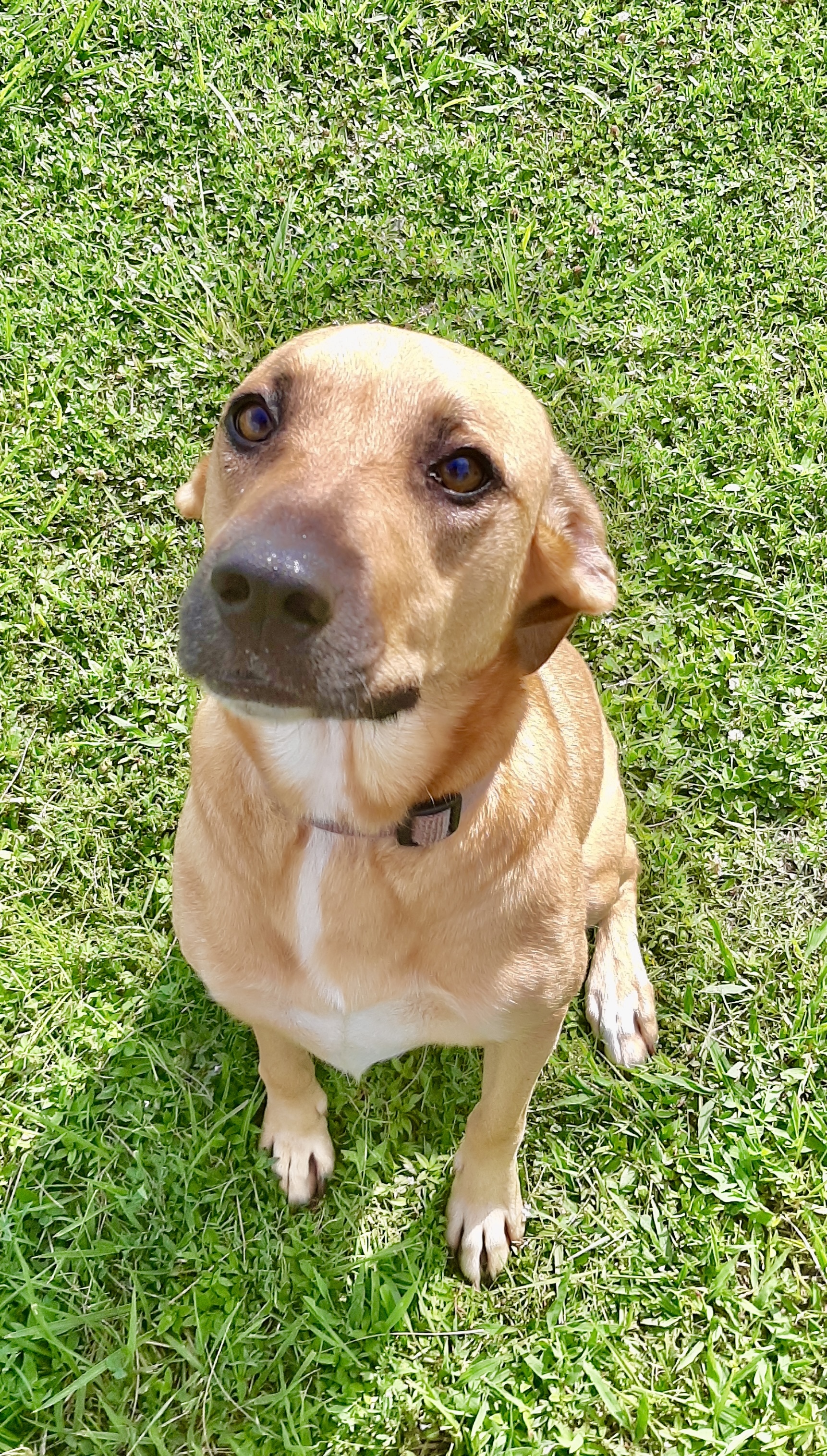 Bailey, an adoptable Black Mouth Cur, Mixed Breed in Newport, AR, 72112 | Photo Image 2