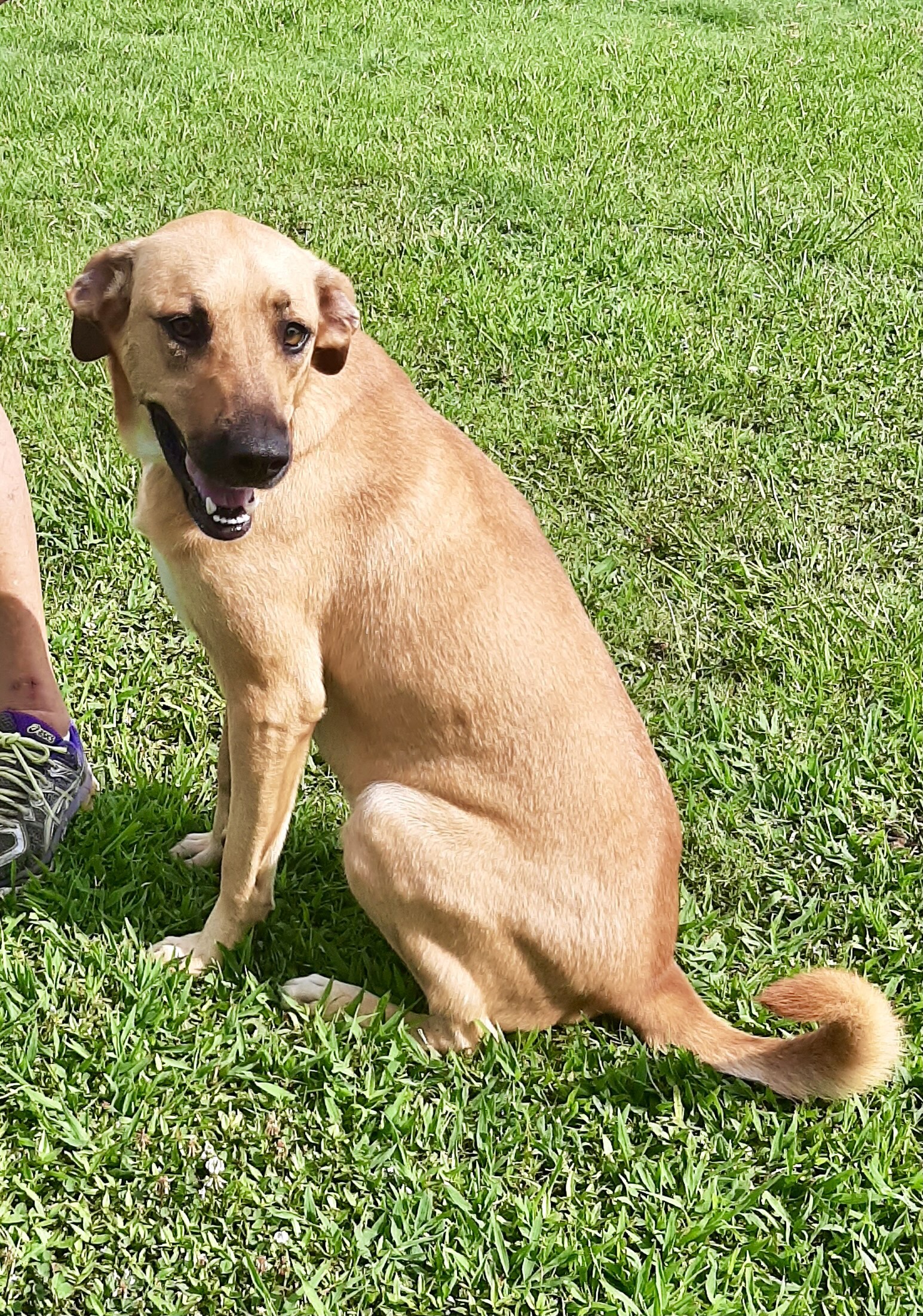 Bailey, an adoptable Black Mouth Cur, Mixed Breed in Newport, AR, 72112 | Photo Image 3