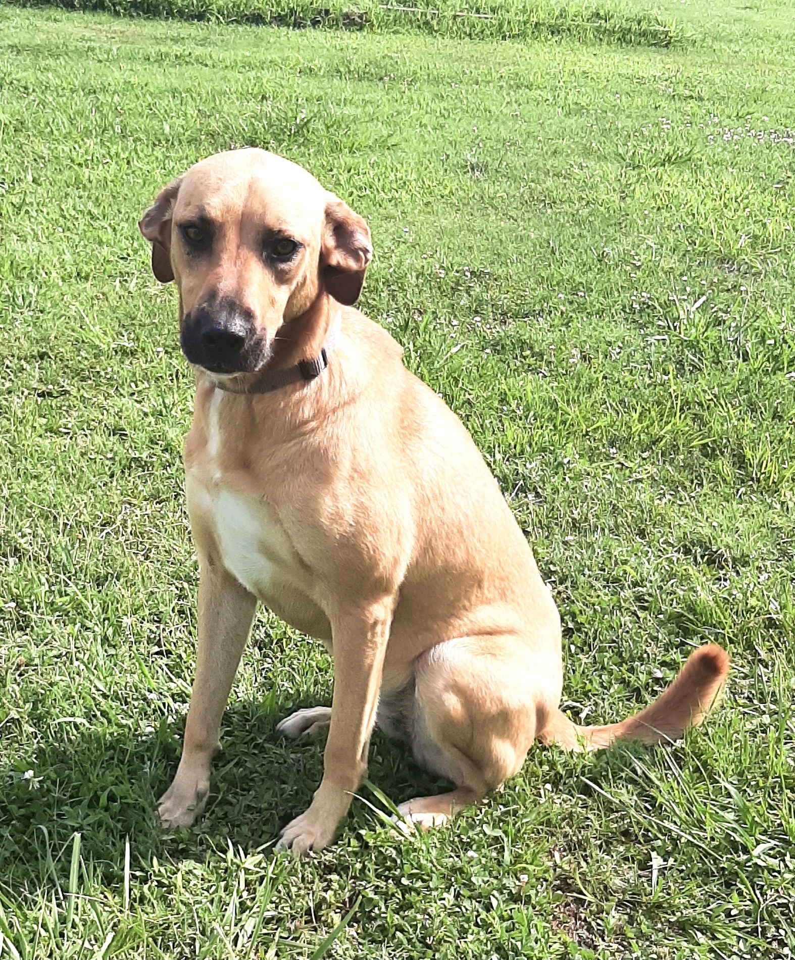 Bailey, an adoptable Black Mouth Cur, Mixed Breed in Newport, AR, 72112 | Photo Image 4