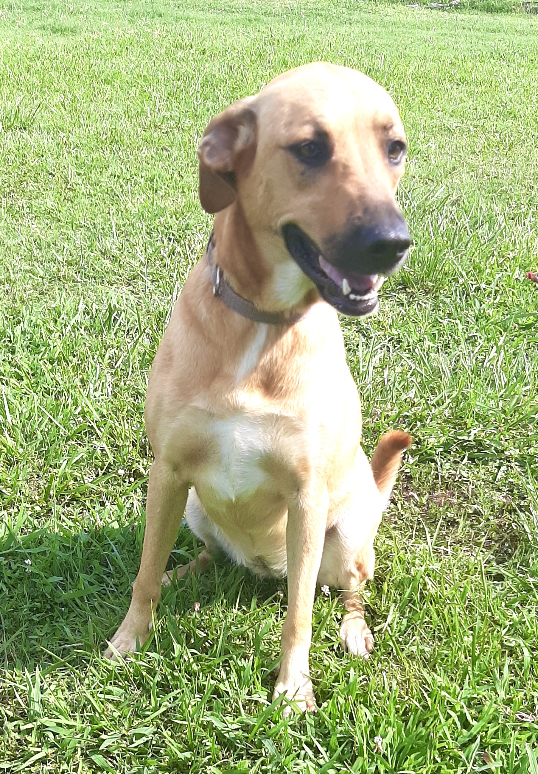 Bailey, an adoptable Black Mouth Cur, Mixed Breed in Newport, AR, 72112 | Photo Image 5