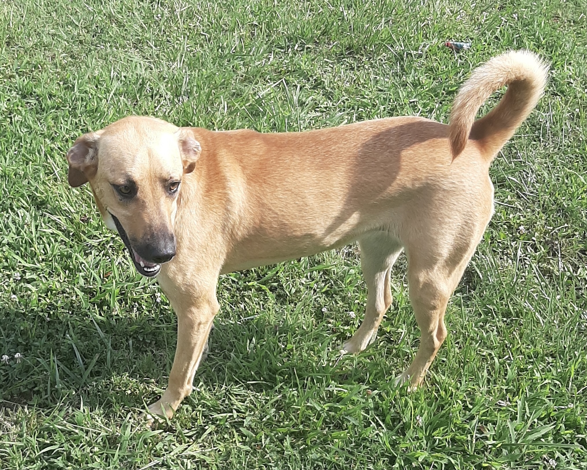 Bailey, an adoptable Black Mouth Cur, Mixed Breed in Newport, AR, 72112 | Photo Image 6