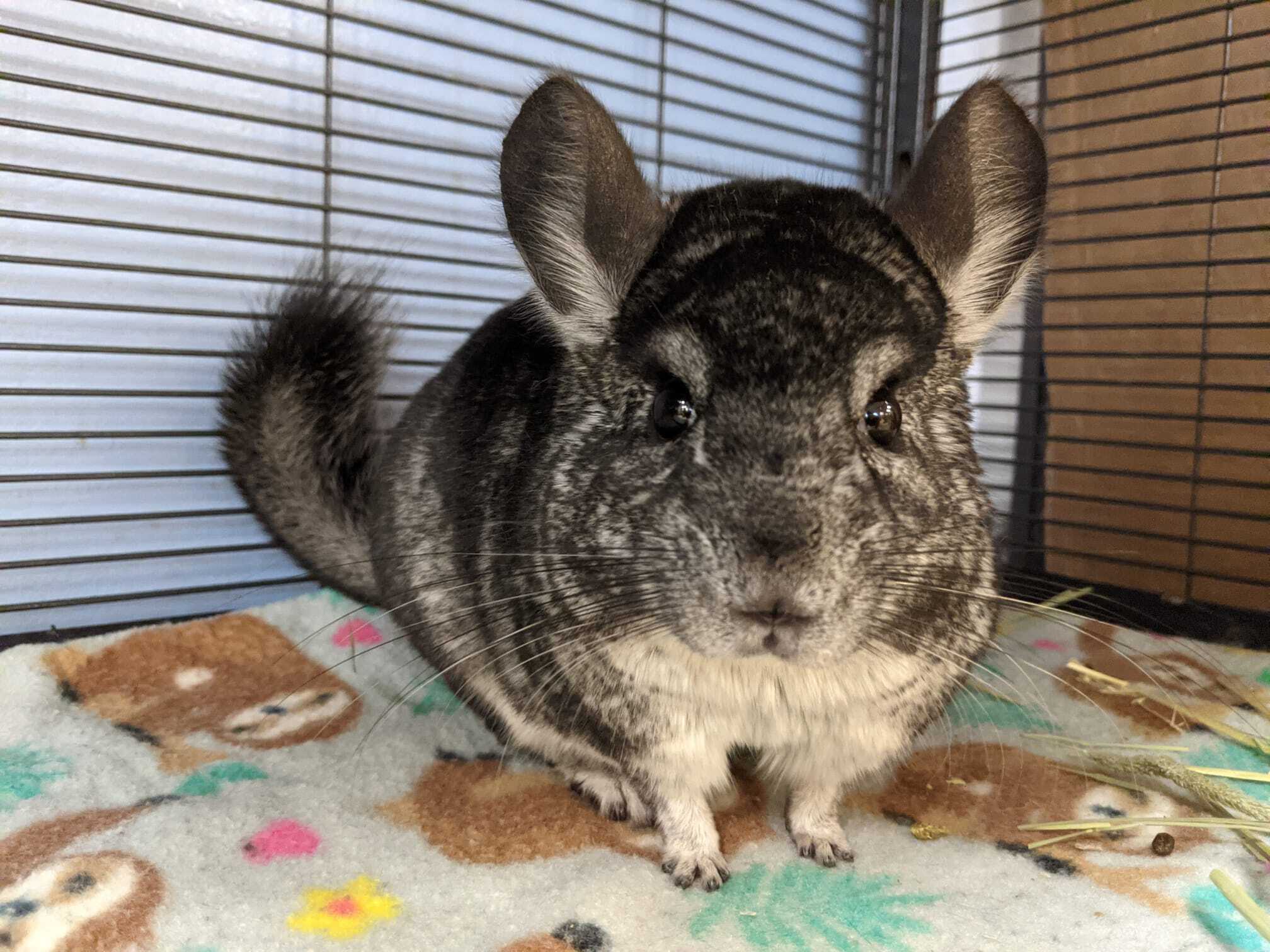 Petfinder chinchilla store