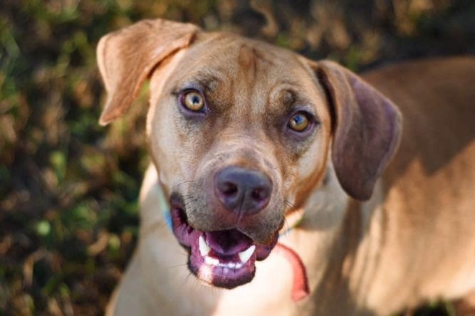Dog for adoption - Jasper, a Labrador Retriever Mix in Ashland, KY ...