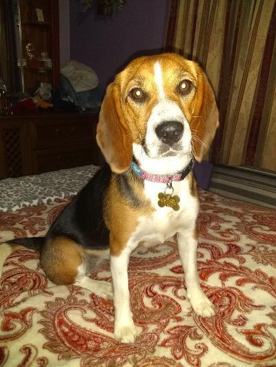 Tika, an adoptable Beagle in Tucson, AZ, 85733 | Photo Image 1