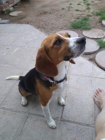 Tika, an adoptable Beagle in Tucson, AZ, 85733 | Photo Image 2