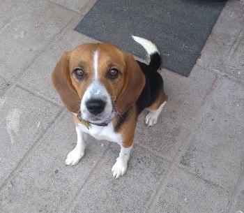 Tika, an adoptable Beagle in Tucson, AZ, 85733 | Photo Image 3