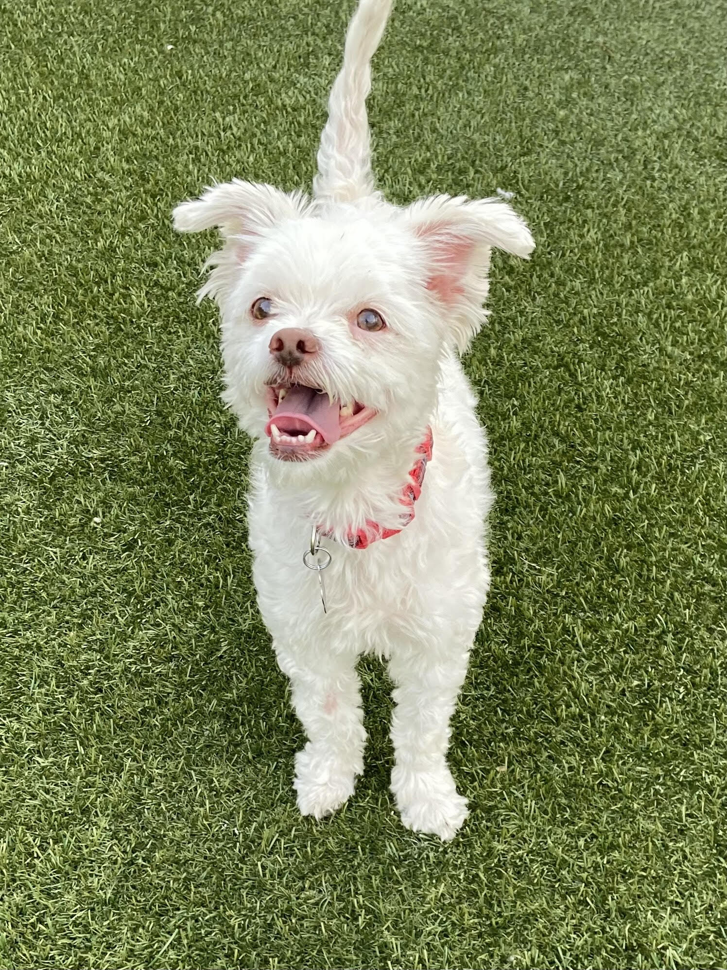 Tinker Bell, an adoptable Bichon Frise, Maltipoo in Las Vegas, NV, 89103 | Photo Image 4