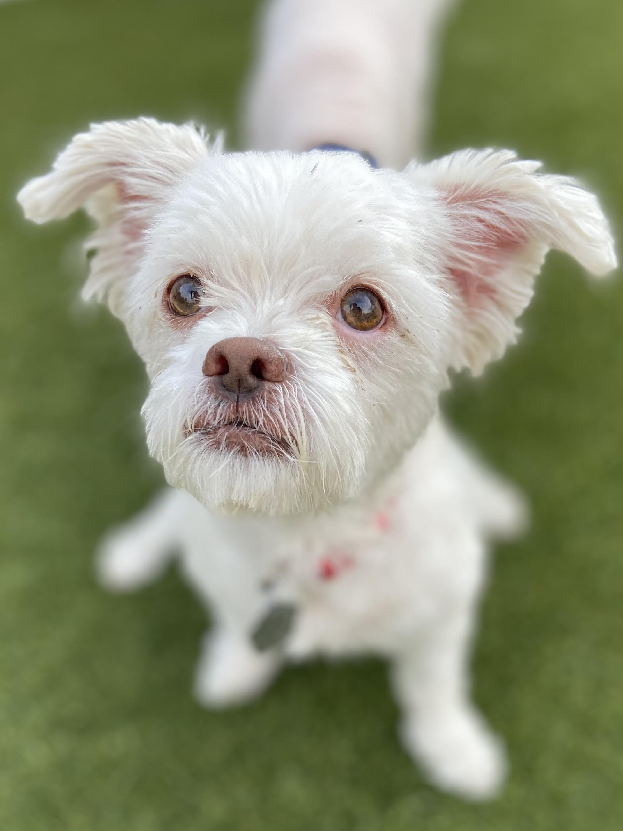 Tinker Bell, an adoptable Bichon Frise, Maltipoo in Las Vegas, NV, 89103 | Photo Image 5