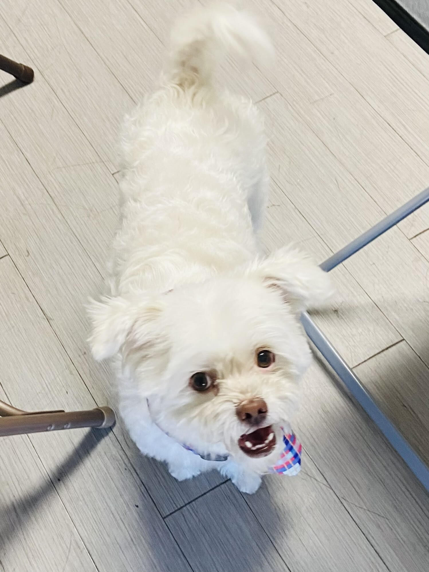 Tinker Bell, an adoptable Bichon Frise, Maltipoo in Las Vegas, NV, 89103 | Photo Image 6