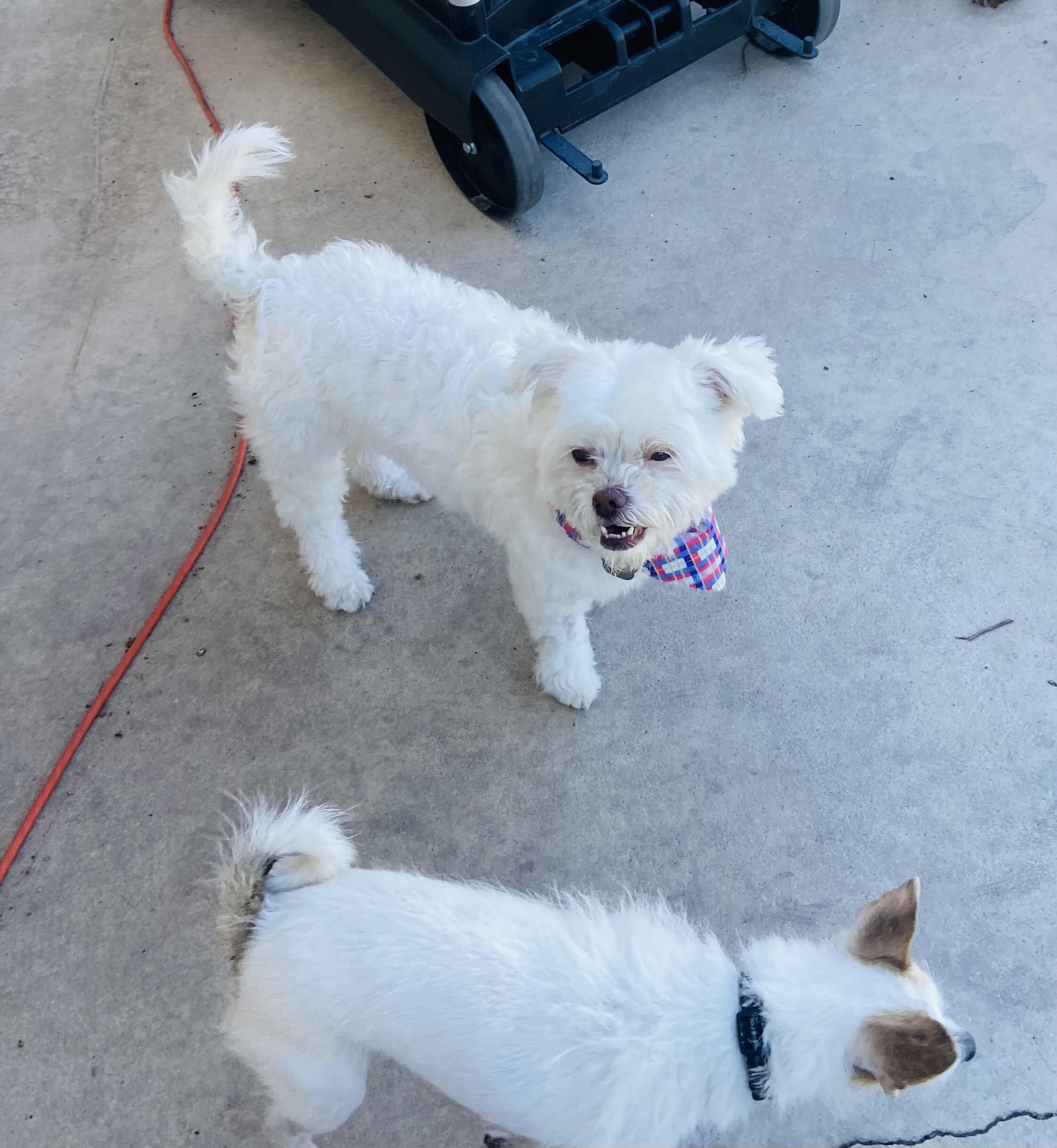 Tinker Bell, an adoptable Bichon Frise, Maltipoo in Las Vegas, NV, 89103 | Photo Image 7