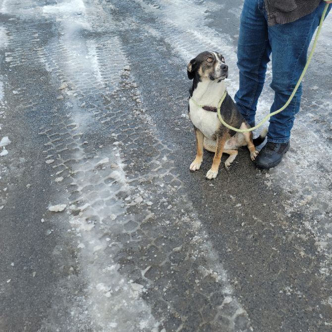 Dog For Adoption Jethro A Hound Retriever Mix In Queensbury Ny Petfinder