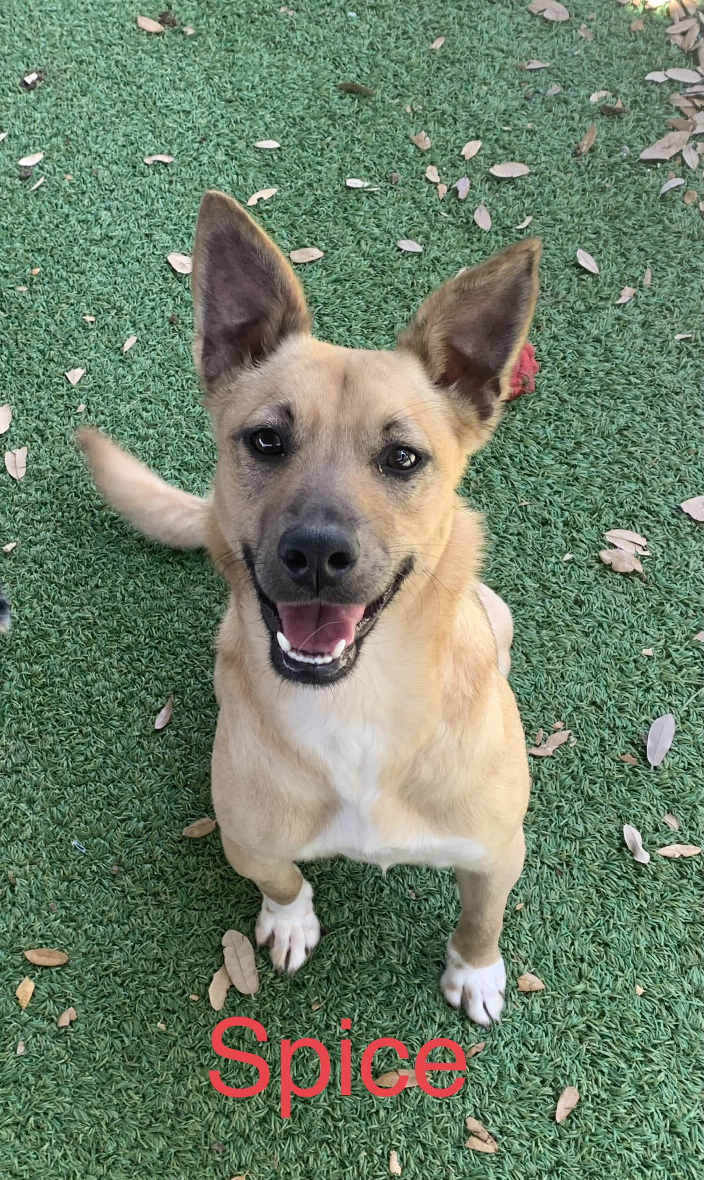 Spice, an adoptable Terrier in Pipe Creek, TX, 78063 | Photo Image 1