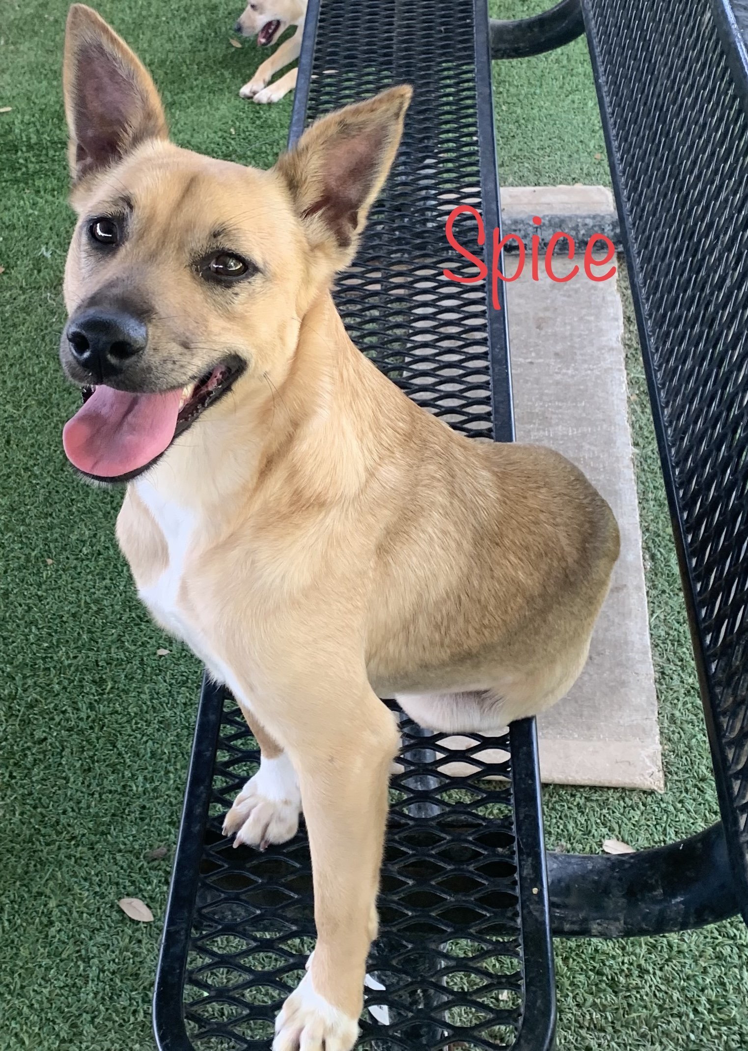 Spice, an adoptable Terrier in Pipe Creek, TX, 78063 | Photo Image 2
