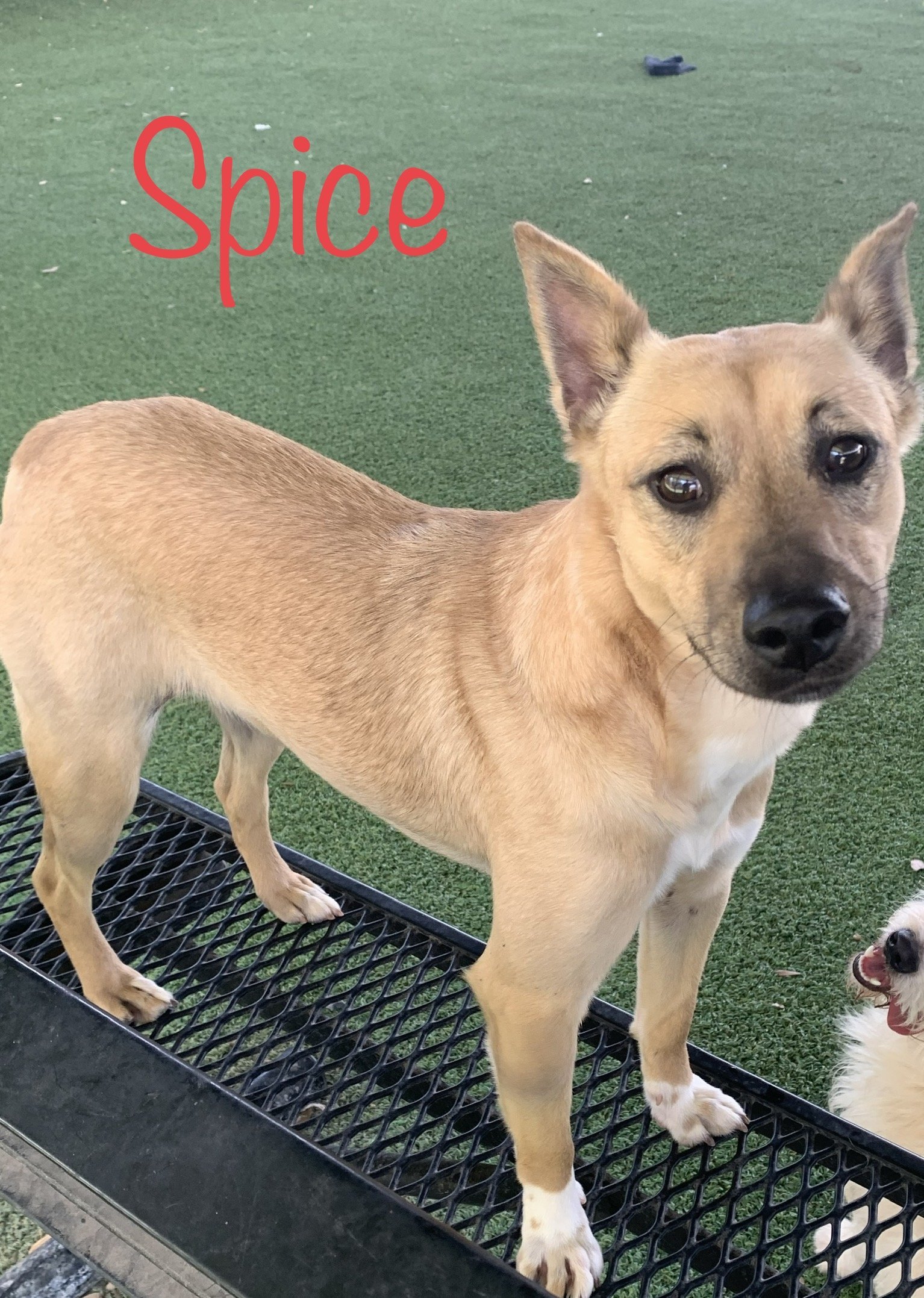 Spice, an adoptable Terrier in Pipe Creek, TX, 78063 | Photo Image 3