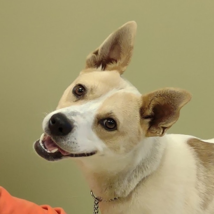 Katie, an adoptable Terrier in Hastings, NE, 68901 | Photo Image 1