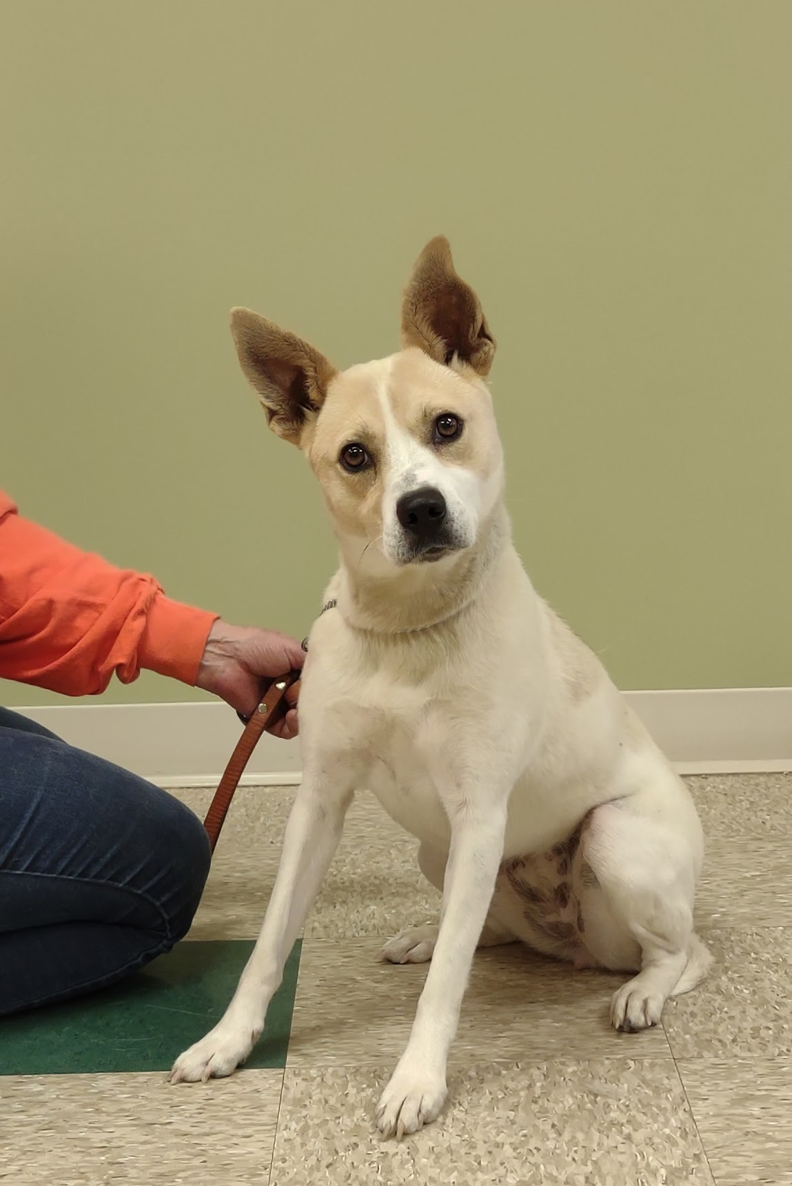 Katie, an adoptable Terrier in Hastings, NE, 68901 | Photo Image 3