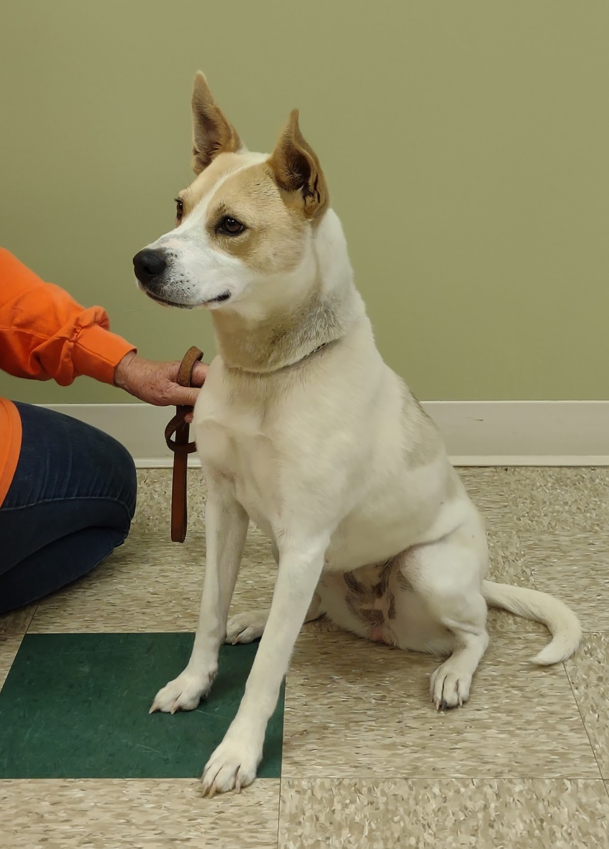 Katie, an adoptable Terrier in Hastings, NE, 68901 | Photo Image 4