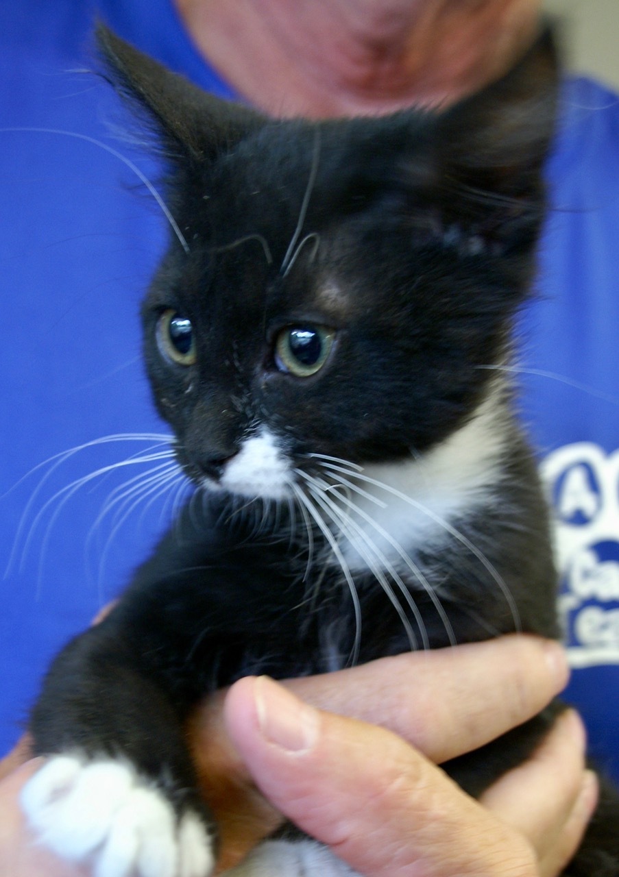 Freddy, an adoptable Domestic Short Hair in Englewood, FL, 34223 | Photo Image 2