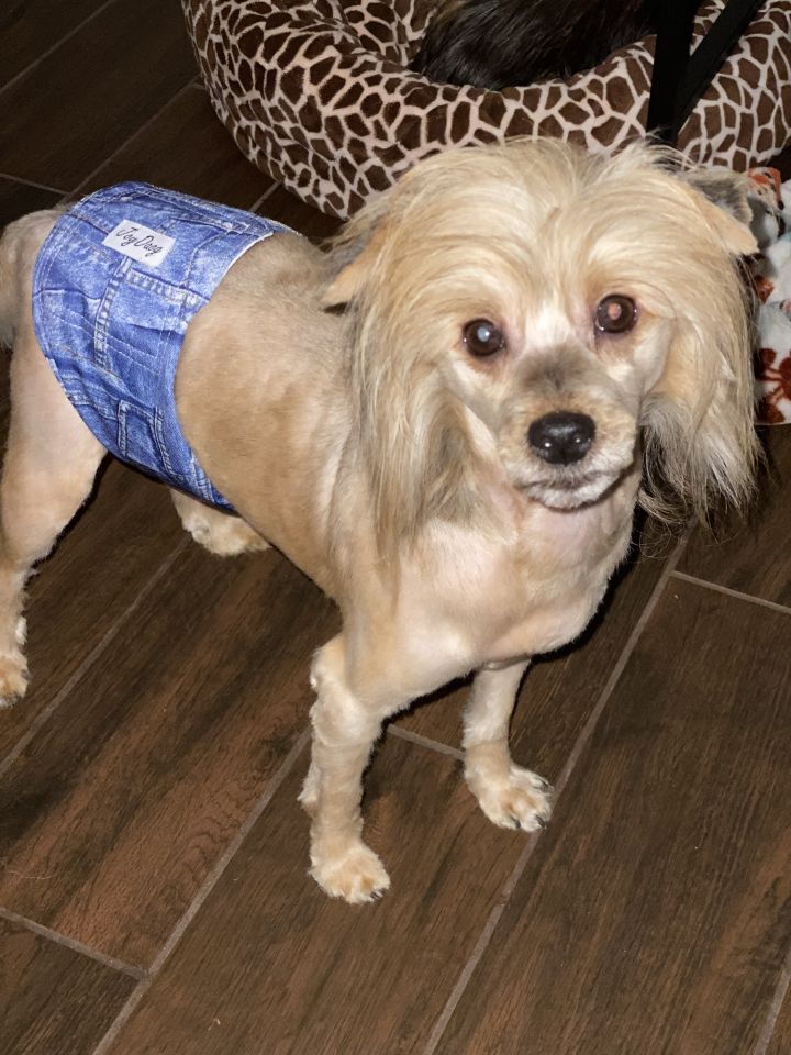Joe Dirt, an adopted Chinese Crested Dog in Houston, TX_image-2