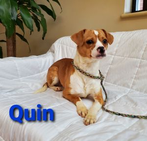 Quin