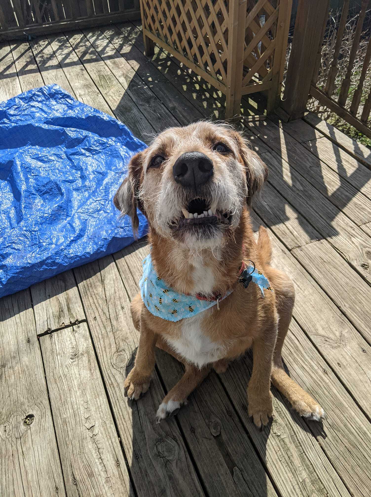 Toby, an adoptable Terrier, Labrador Retriever in Buffalo, NY, 14223 | Photo Image 1