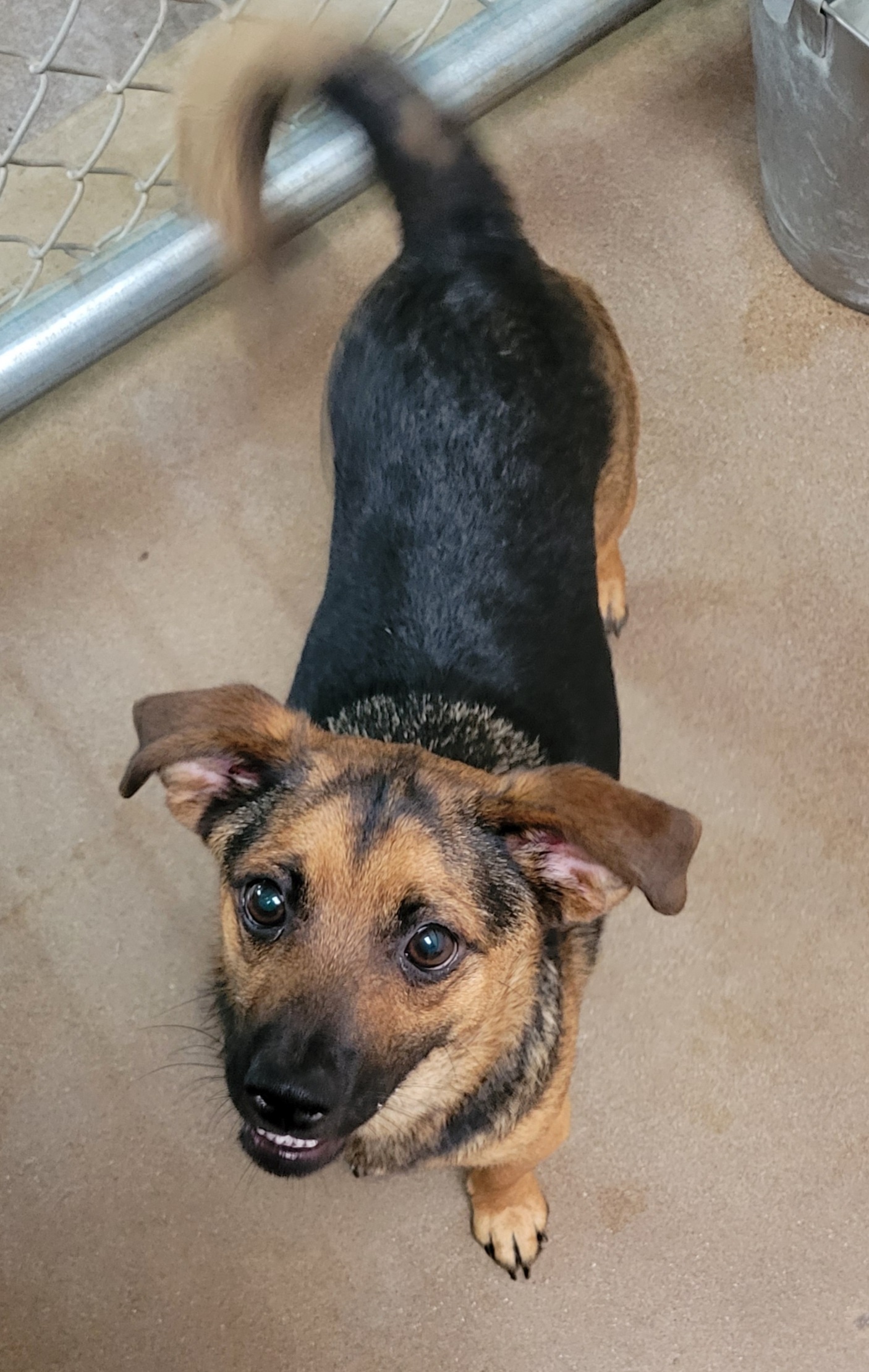 Conan, an adoptable Mixed Breed in Nogales, AZ, 85621 | Photo Image 4