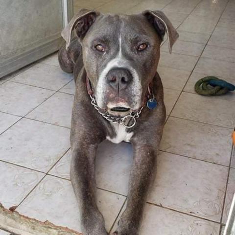 Smokey, an adoptable Mixed Breed in Vieques, PR, 00765 | Photo Image 3