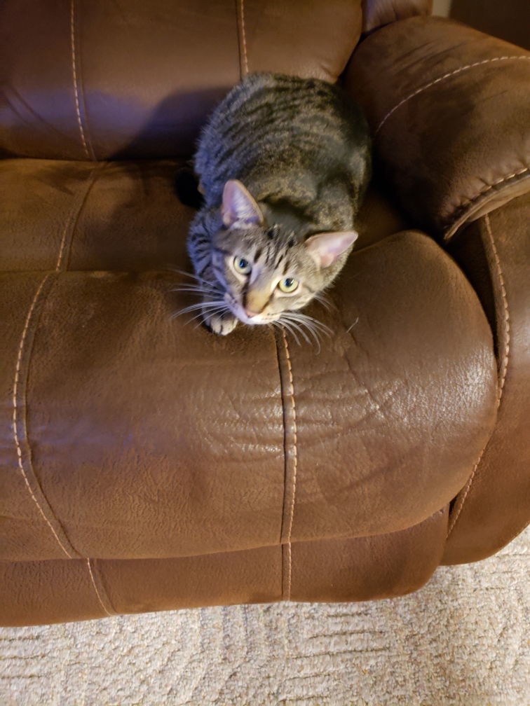 Mocha, an adoptable Domestic Short Hair in Kohler, WI, 53044 | Photo Image 1