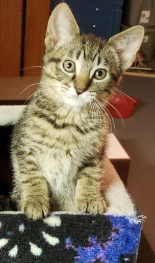 Mocha, an adoptable Domestic Short Hair in Kohler, WI, 53044 | Photo Image 3