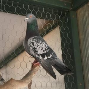 Lacy 275, Senior Male unknown