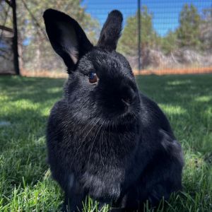 Shadow, Adult Male unknown