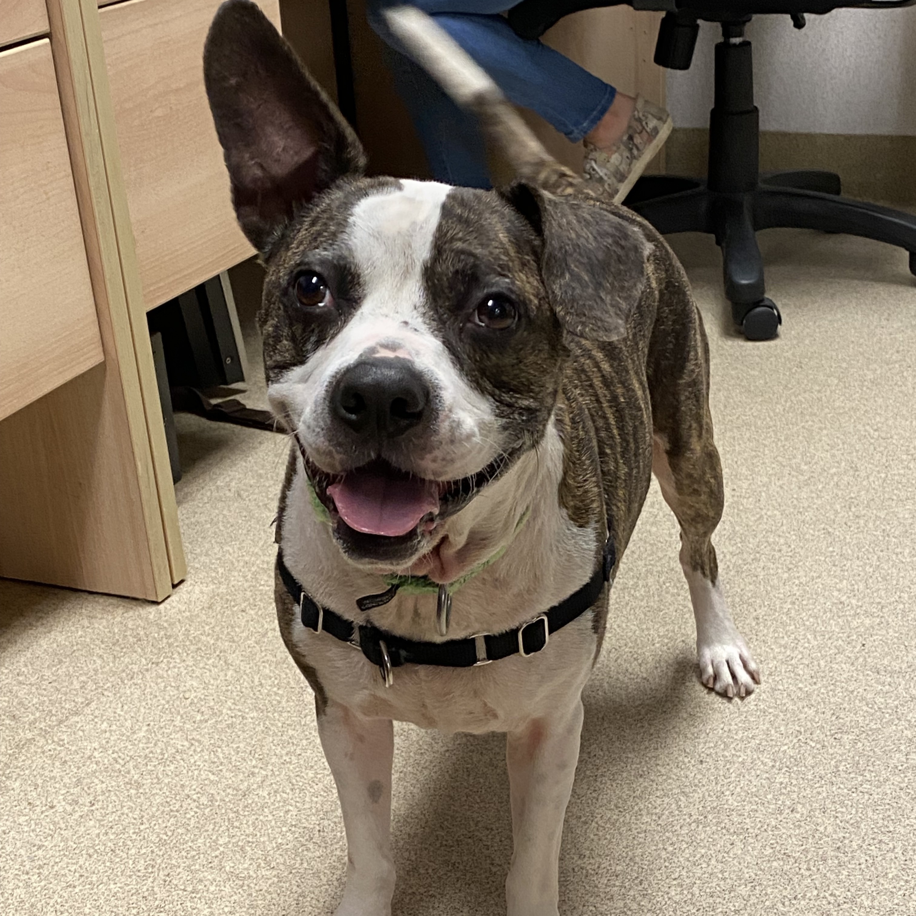 Dog for adoption Gordie, a Pit Bull Terrier & Boston