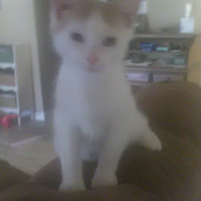 Tobby