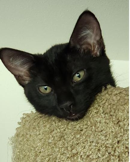 Raven, an adoptable Domestic Short Hair in Kohler, WI, 53044 | Photo Image 2